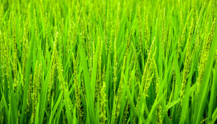 Promotion of high quality International products in the Local Market. Deliver the best innovative & sustainable nutritional products & service for farmed animals.