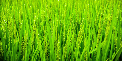 Promotion of high quality International products in the Local Market. Deliver the best innovative & sustainable nutritional products & service for farmed animals.